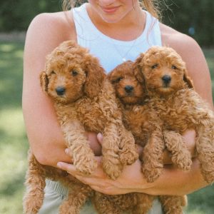 Sam Stoltzfus,  Breeder