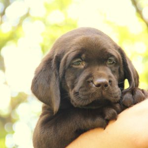 Gwen Hoover,  Breeder