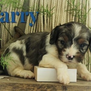 Lloyd, View Puppies Breeder