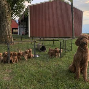 Alexis Hochstetler,  Breeder