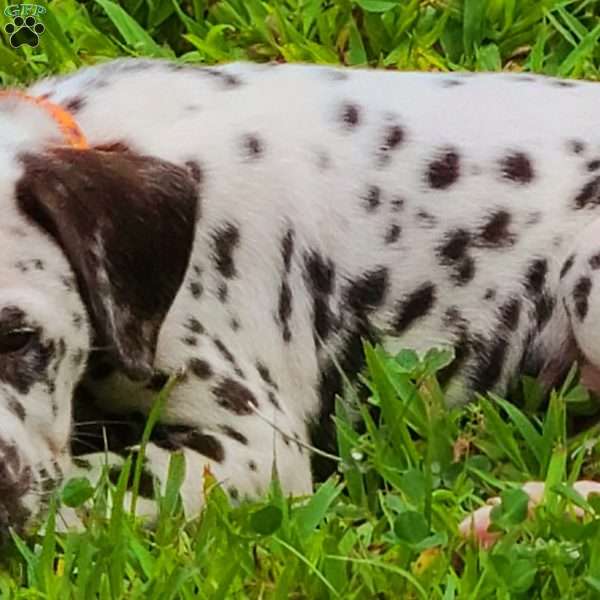 Minchkin, Dalmatian Puppy