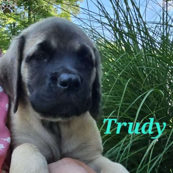 Trudy, English Mastiff Puppy