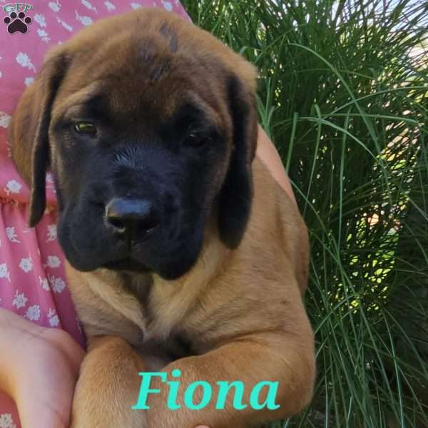 Fiona, English Mastiff Puppy
