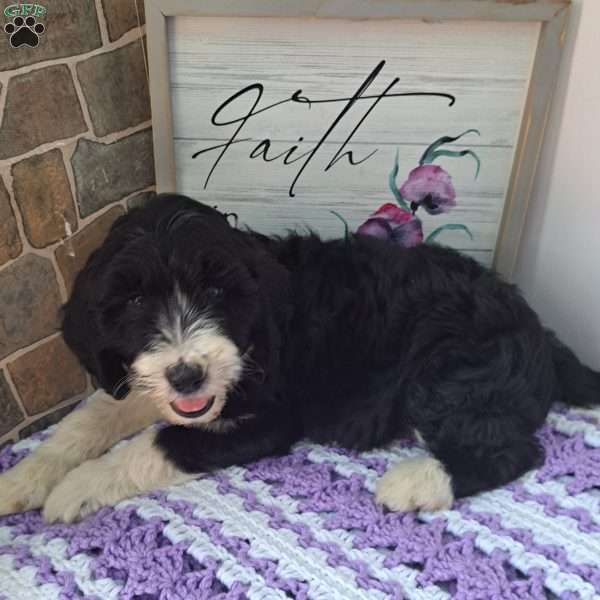 Miss Domino, Aussiedoodle Puppy
