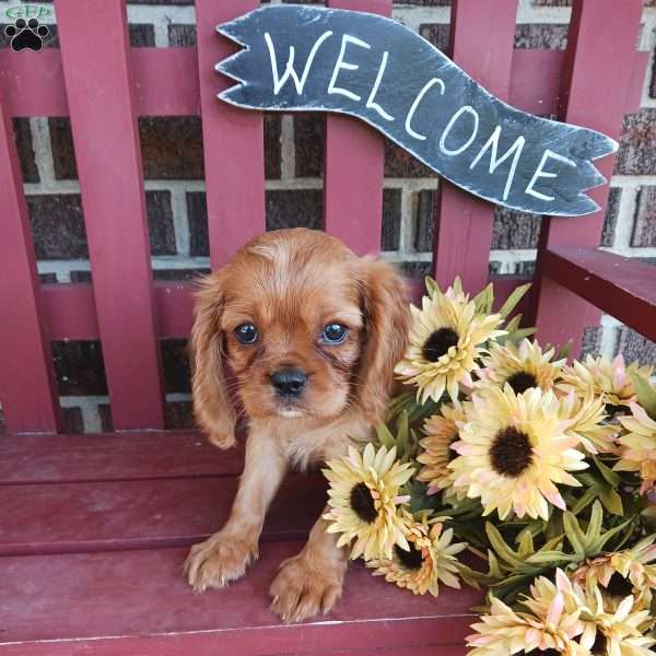 Rosie, Cavalier King Charles Spaniel Puppy