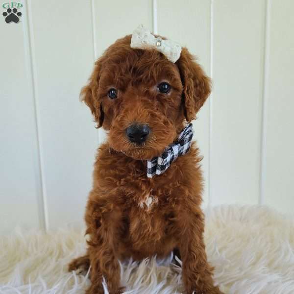 Ginger, Standard Poodle Puppy