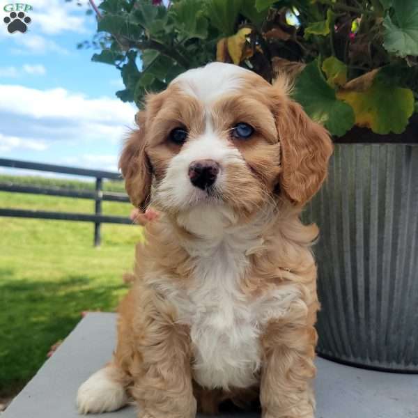Lucy, Cavapoo Puppy