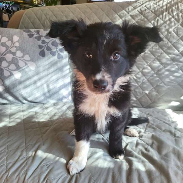 Onyx, Border Collie Puppy