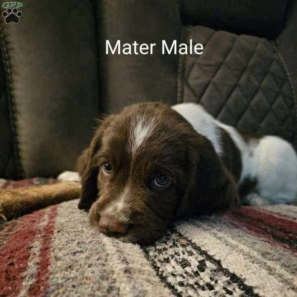 Mater, English Springer Spaniel Puppy
