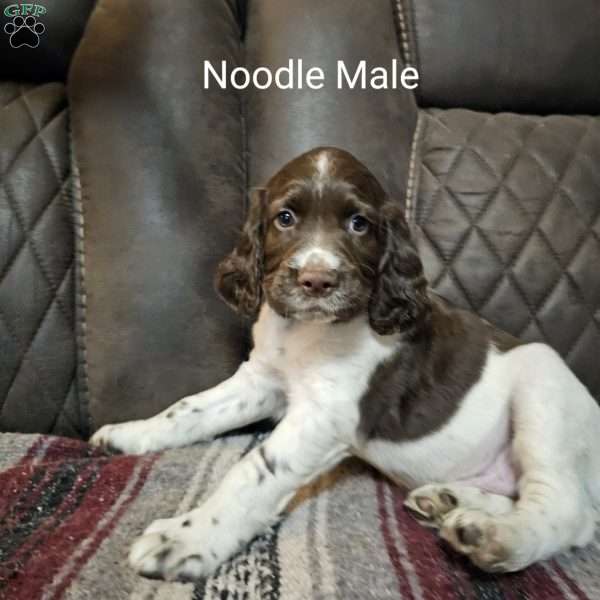 Noodle, English Springer Spaniel Puppy