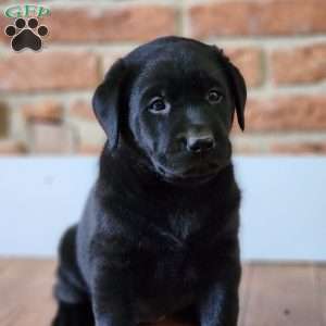 Black Labrador Retriever Puppies For Sale - Greenfield Puppies