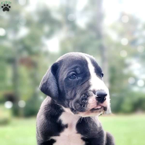 Bentley, Great Dane Puppy