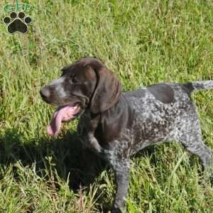 German Shorthaired Pointer Puppies For Sale - Greenfield Puppies