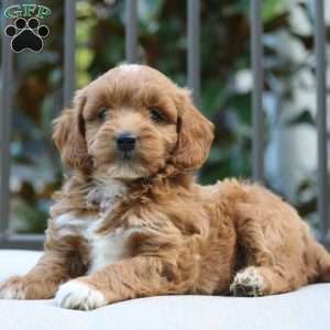 Jasper, Mini Goldendoodle Puppy