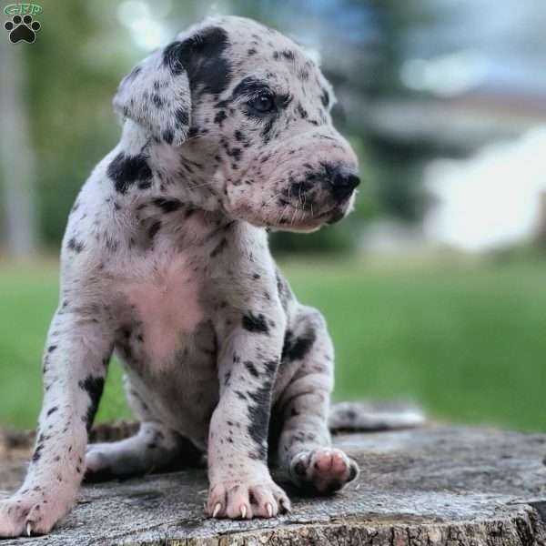 Mini, Great Dane Puppy