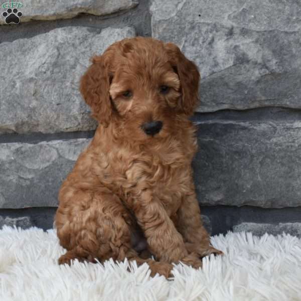 Bella, Miniature Poodle Puppy