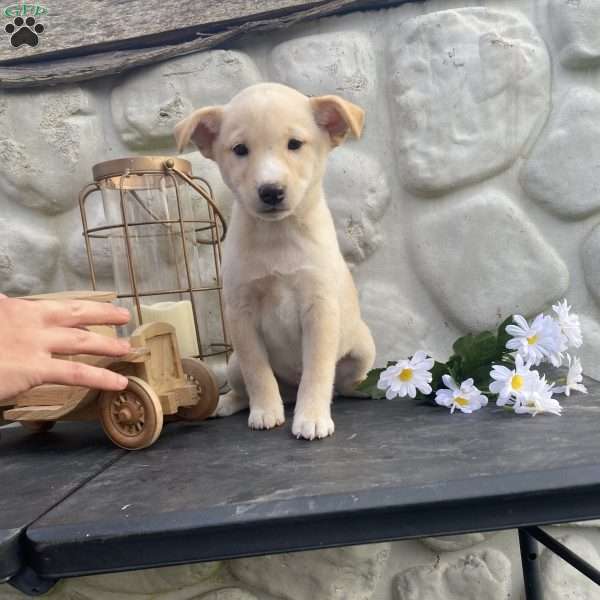 Pretty boy, Shiba Inu Mix Puppy