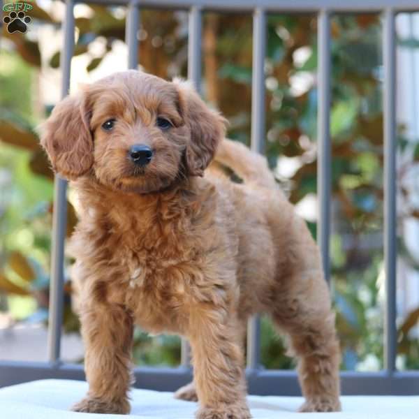 Koda, Mini Goldendoodle Puppy
