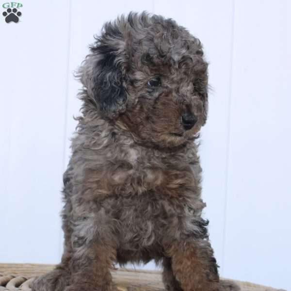 Ace, Toy Poodle Puppy