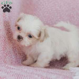Fritz, Shih Tzu Puppy