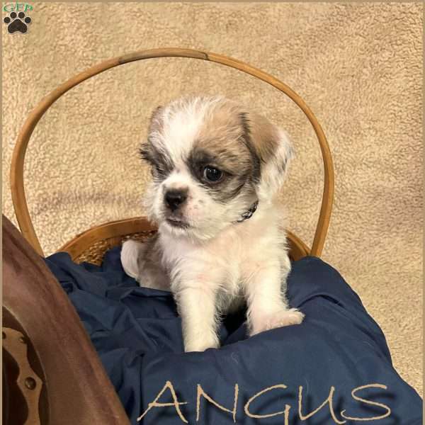 Angus, Shih Tzu Mix Puppy