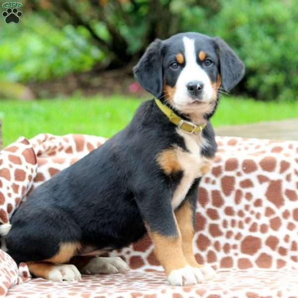 Abby, Greater Swiss Mountain Dog Puppy