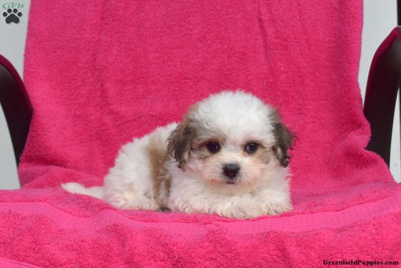 teacup teddy bear puppies for sale near me