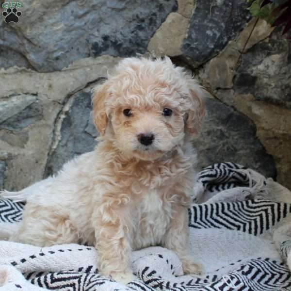 Alec-F1B, Mini Goldendoodle Puppy