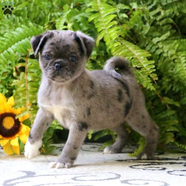 Andy, Pug Puppy