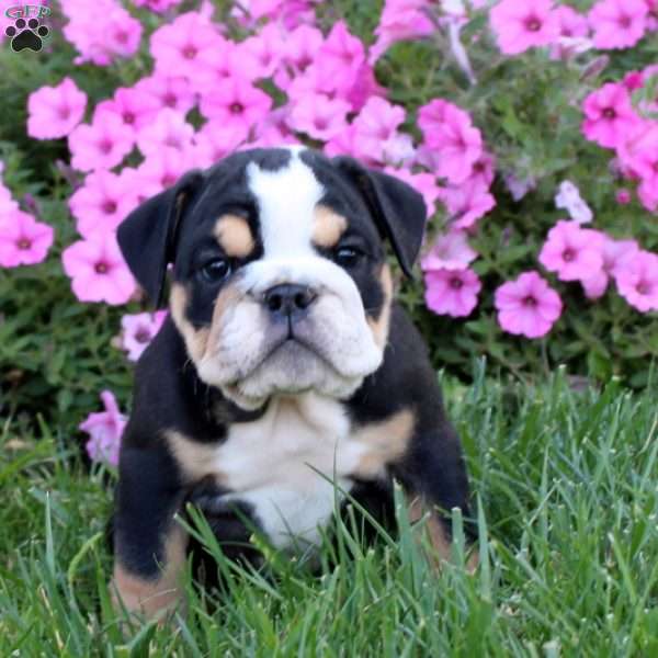 Angel, English Bulldog Puppy