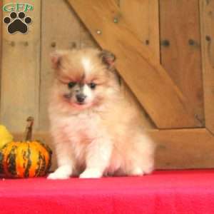 Pomeranian Puppies For Sale - Greenfield Puppies