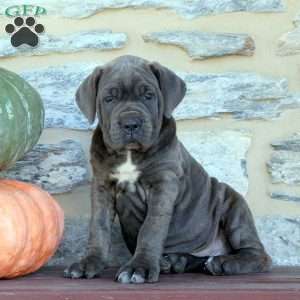 6 Facts About the Cane Corso - Greenfield Puppies