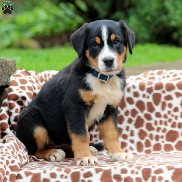 Angie, Greater Swiss Mountain Dog Puppy