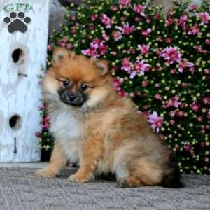 Pomeranian Puppies For Sale - Greenfield Puppies