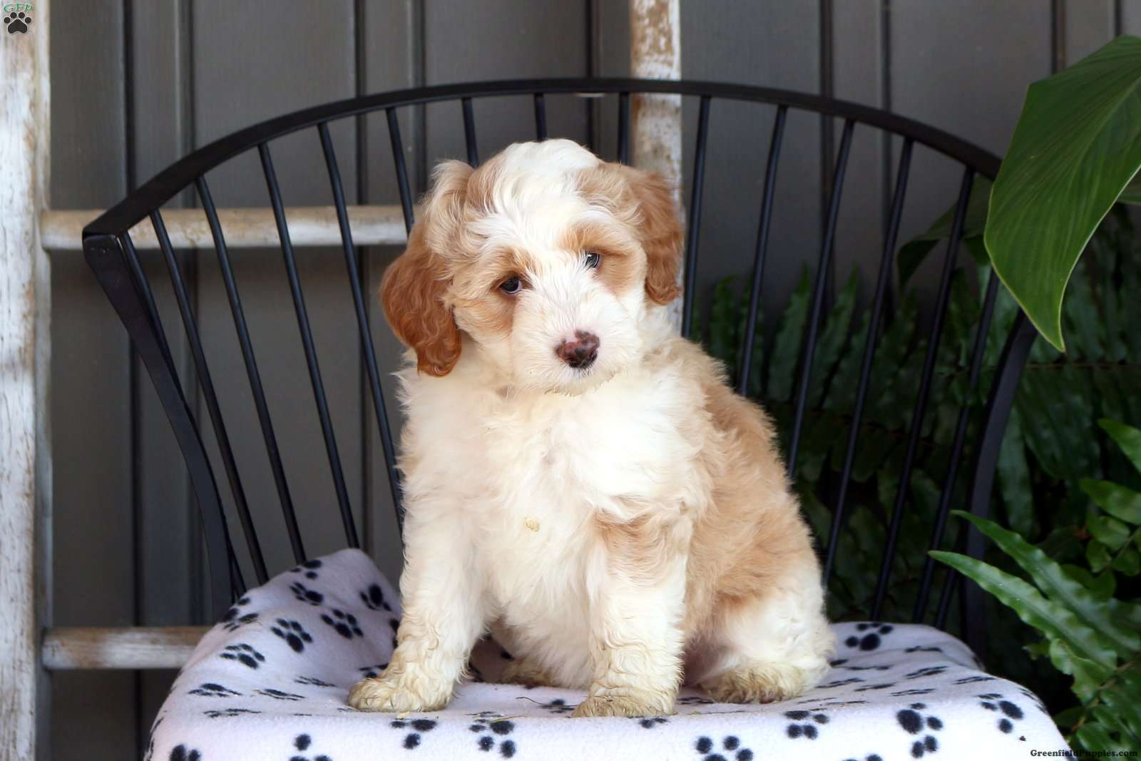 Apricot Mini Aussiedoodle Puppy For Sale in Pennsylvania