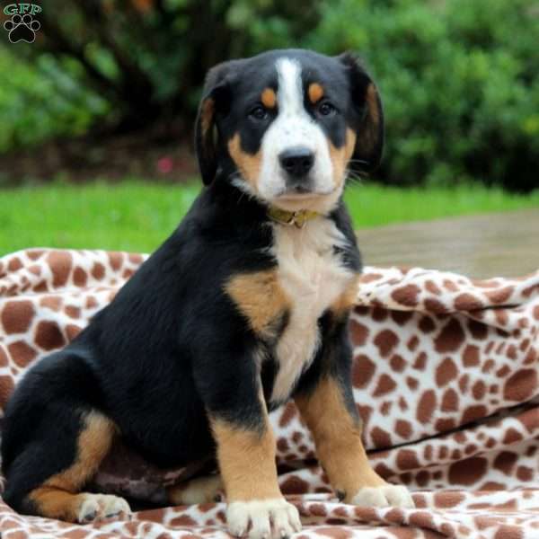 Arnold, Greater Swiss Mountain Dog Puppy