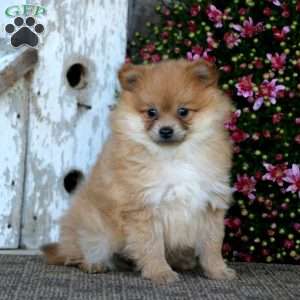 Pomeranian Puppies For Sale - Greenfield Puppies