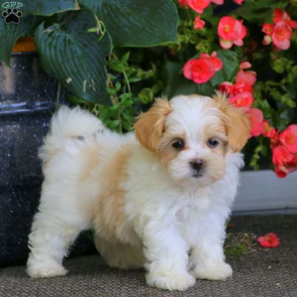 Ashley, Maltese Mix Puppy