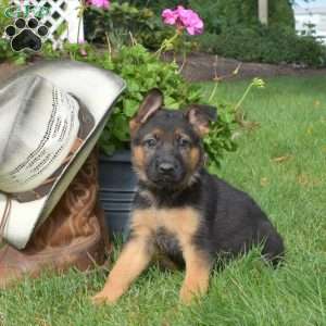 German Shepherd Puppies For Sale - Greenfield Puppies