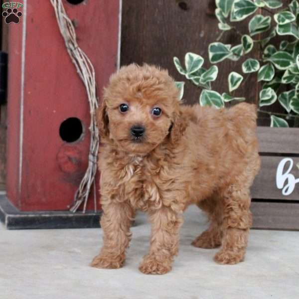Bailey Toy Poodle Puppy For In