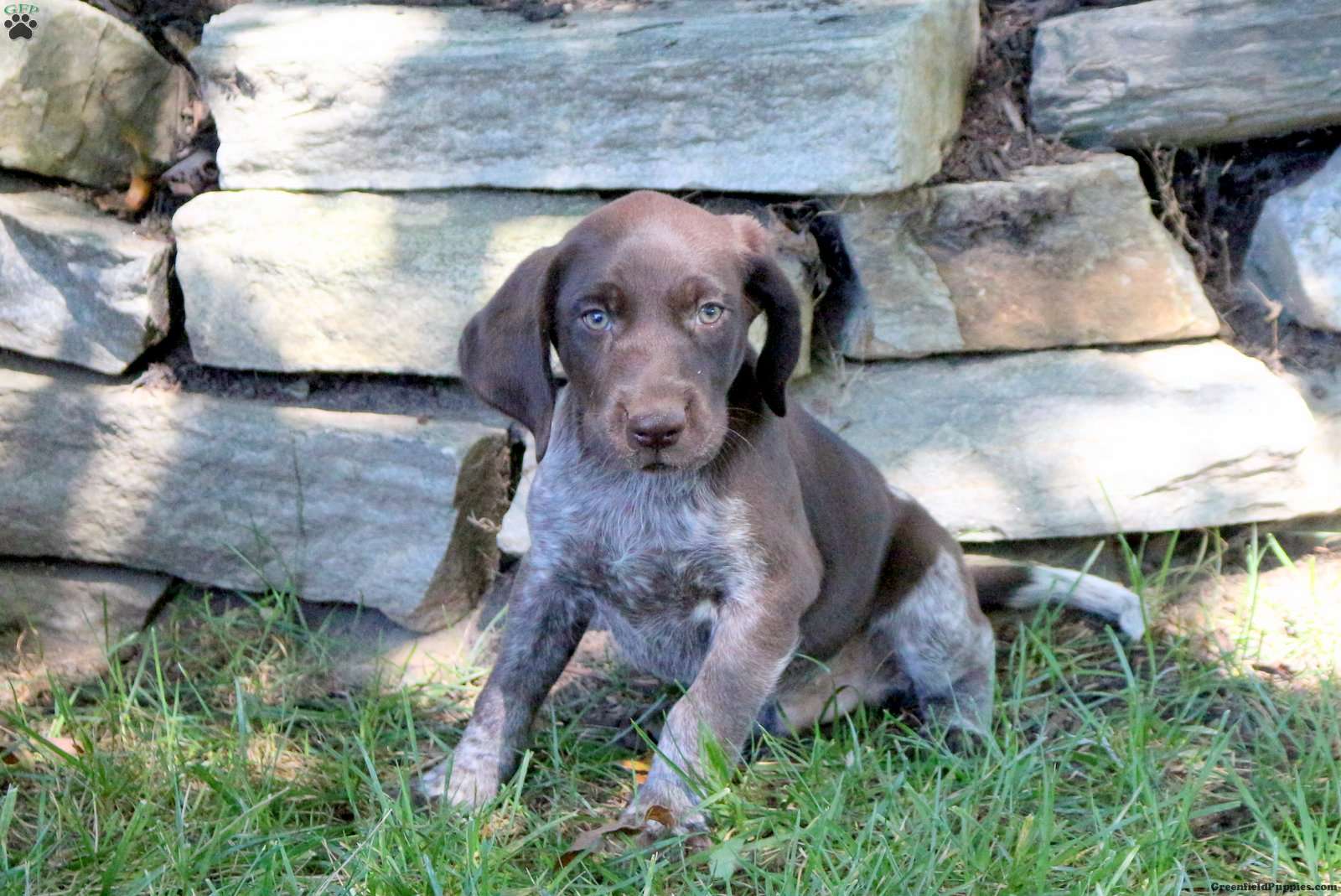 Baxter - German Shorthaired Pointer Puppy For Sale in Pennsylvania