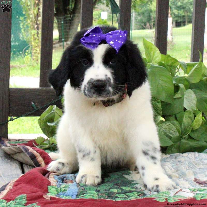 Bella Newfoundland Mix Puppy For Sale In Pennsylvania   Bella F2 12 