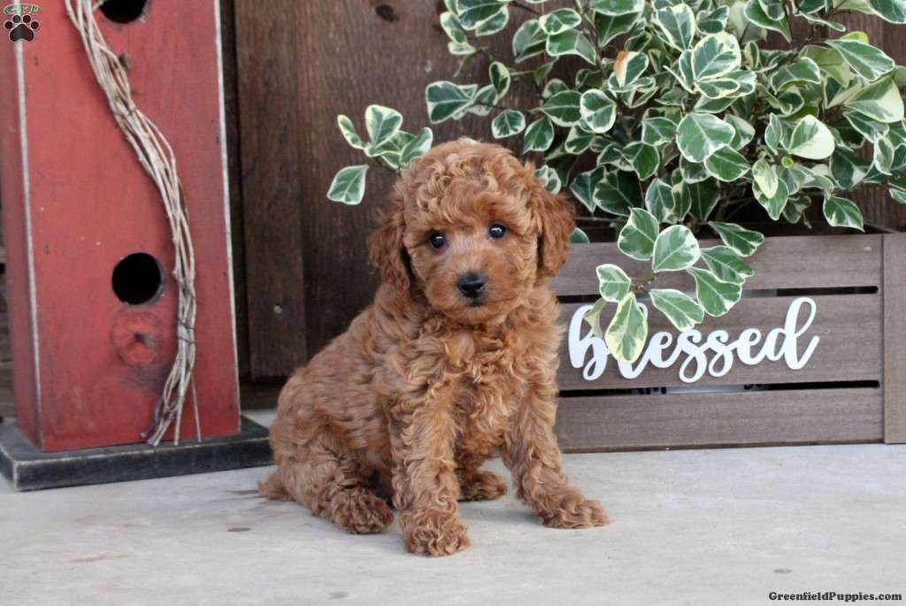 Toy Poodle Breeder, Bella's Red Toy Poodle