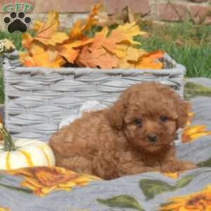 Belle, Miniature Poodle Mix Puppy
