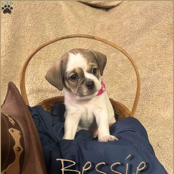 Bessie, Shih Tzu Mix Puppy