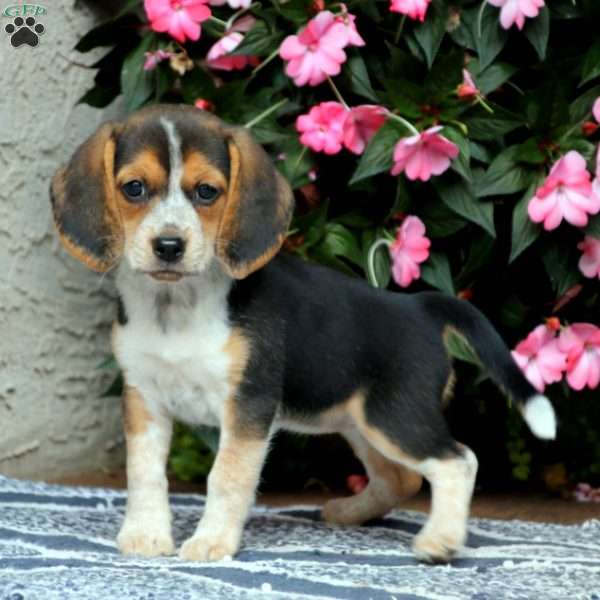 Betsy, Beagle Puppy