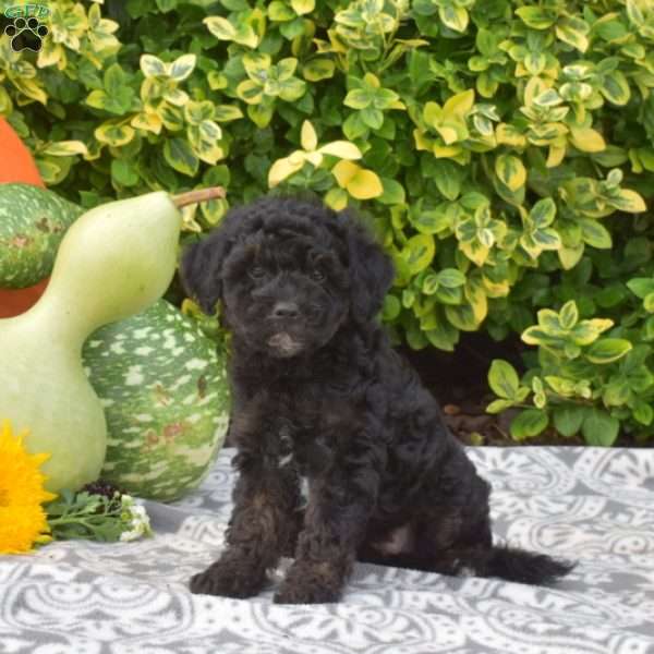 Betty, Miniature Poodle Puppy