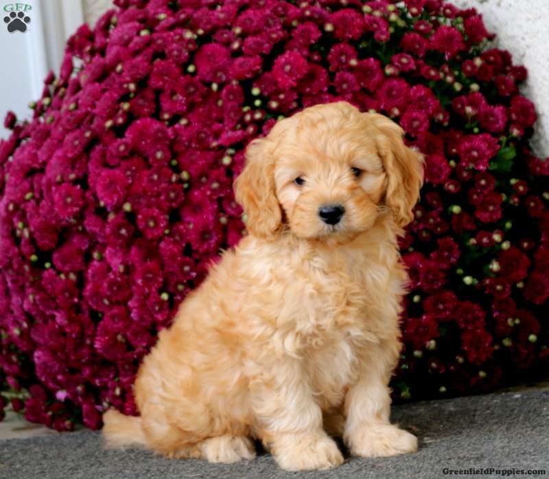 Bingo Mini Goldendoodle Puppy For Sale in Pennsylvania