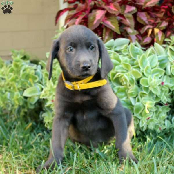 Bob Charcoal Labrador Retriever Puppy For Sale in Pennsylvania