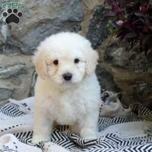 Brandon-F1B, Mini Goldendoodle Puppy